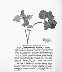 Peronospora lamii image
